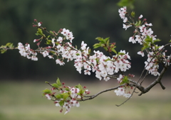 桜とアブ