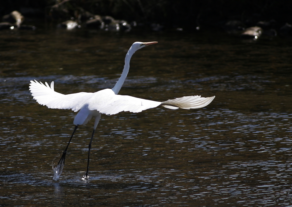 1.人の気配を察知し・・・