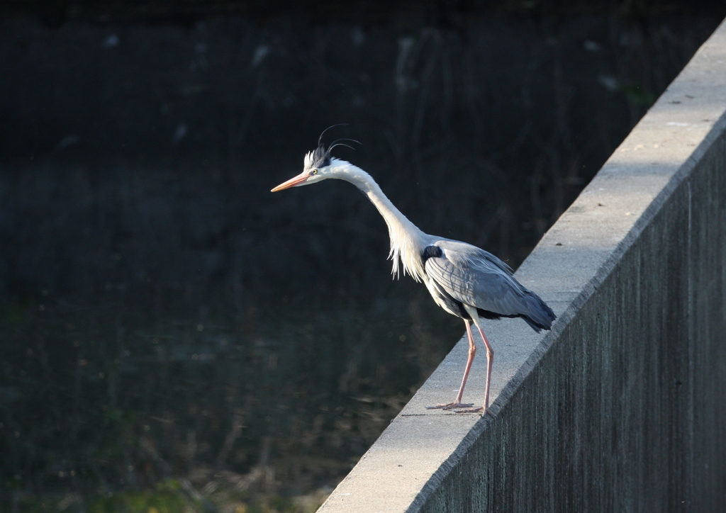 遠くを見つめる・・・