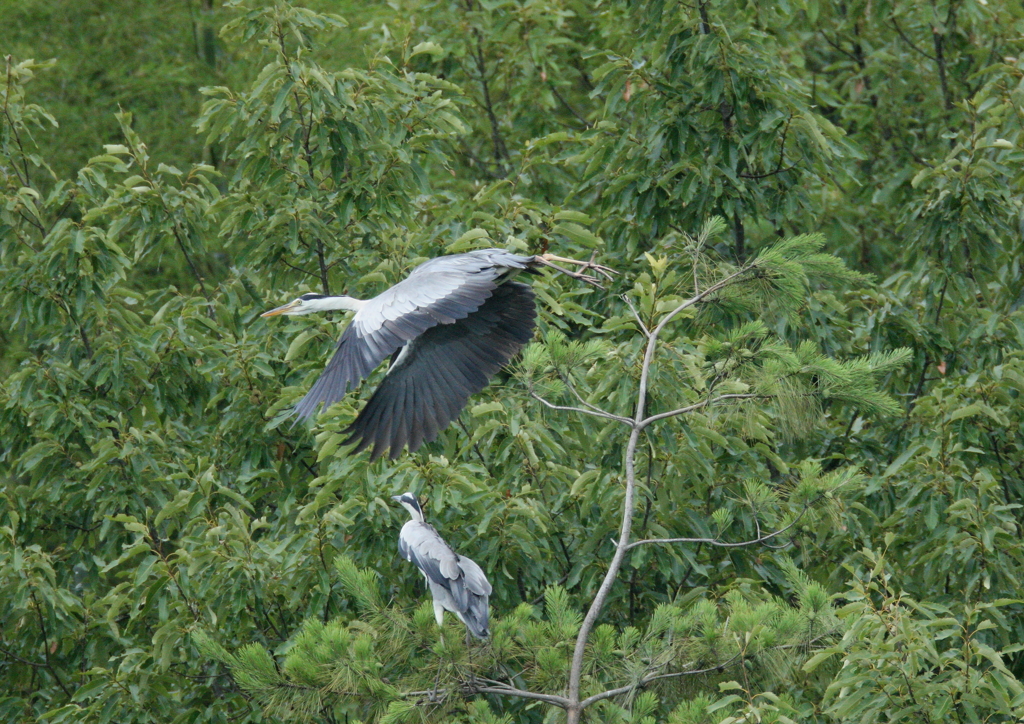 求愛ディスプレイ、その後②