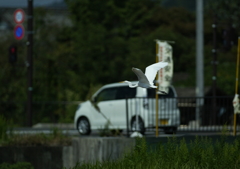 4.共存・・・