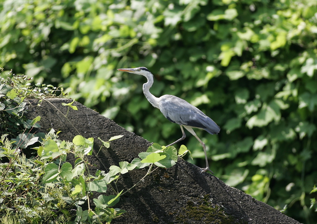 クライミング・・・