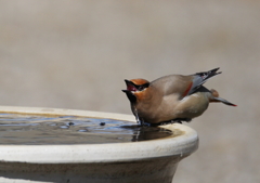 飲むぞ、飲むぞ！・・・