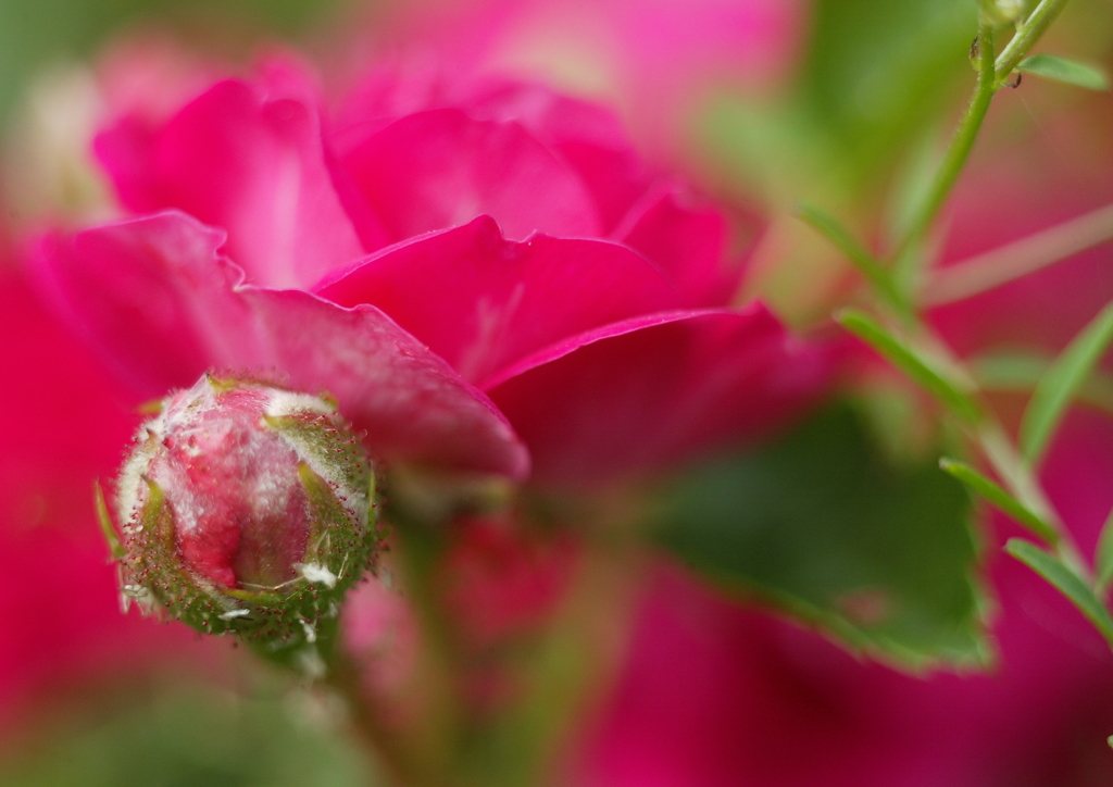 薔薇