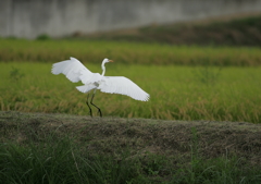 4.着地の瞬間・・・