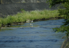 鷺の居る風景・・・②