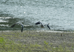 そんなに急いでどこ行くの？・・・