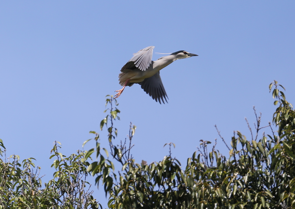 ゴイちゃん飛び立つ・・・