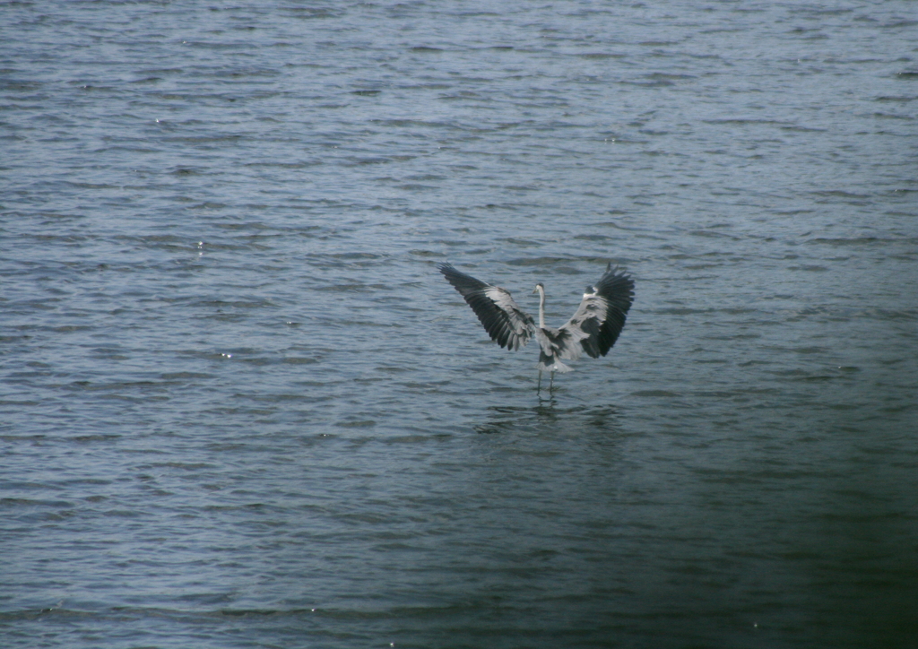 木陰に隠れて・・・