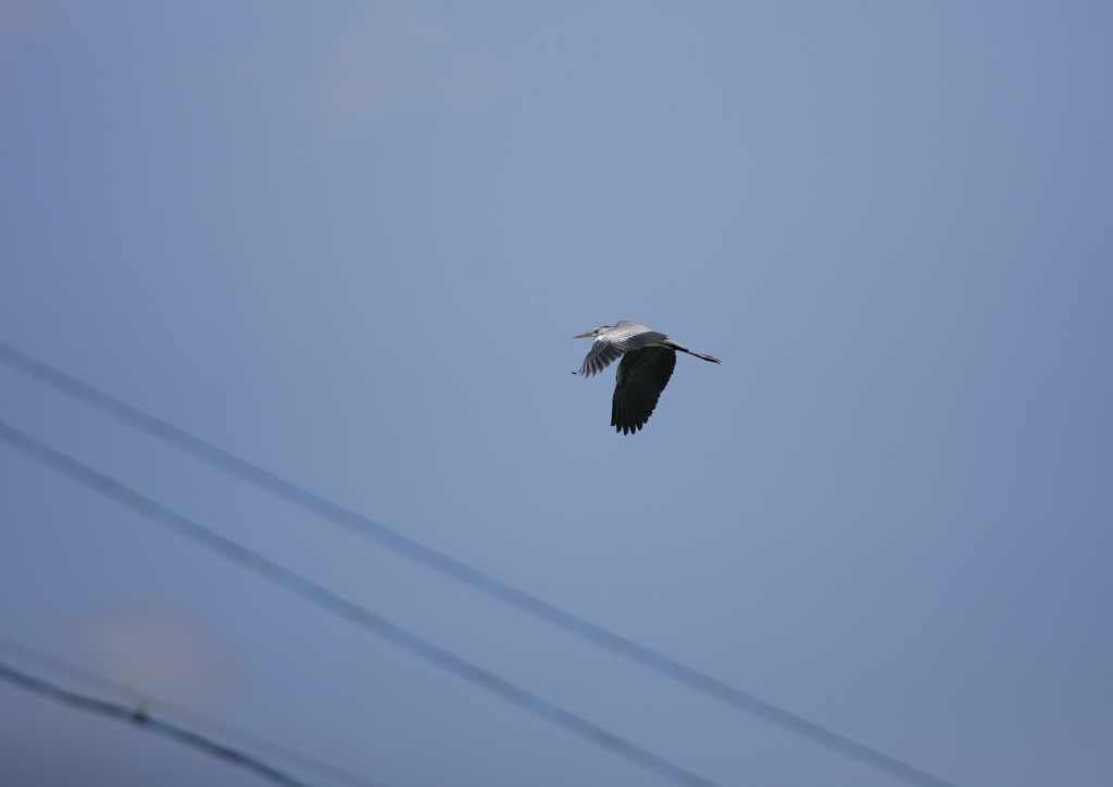 7.飛ぶ・・・⑦