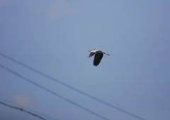 7.飛ぶ・・・⑦