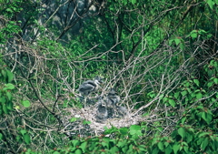 5.いいか、兄ちゃんの言うことをよく聞くんだぞ・・・