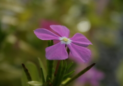 お花(^-^)