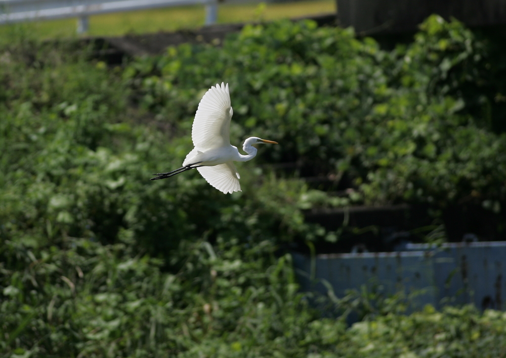 4.飛ぶ・・・④