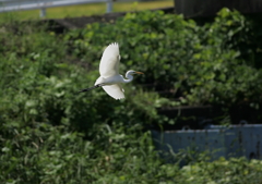 4.飛ぶ・・・④