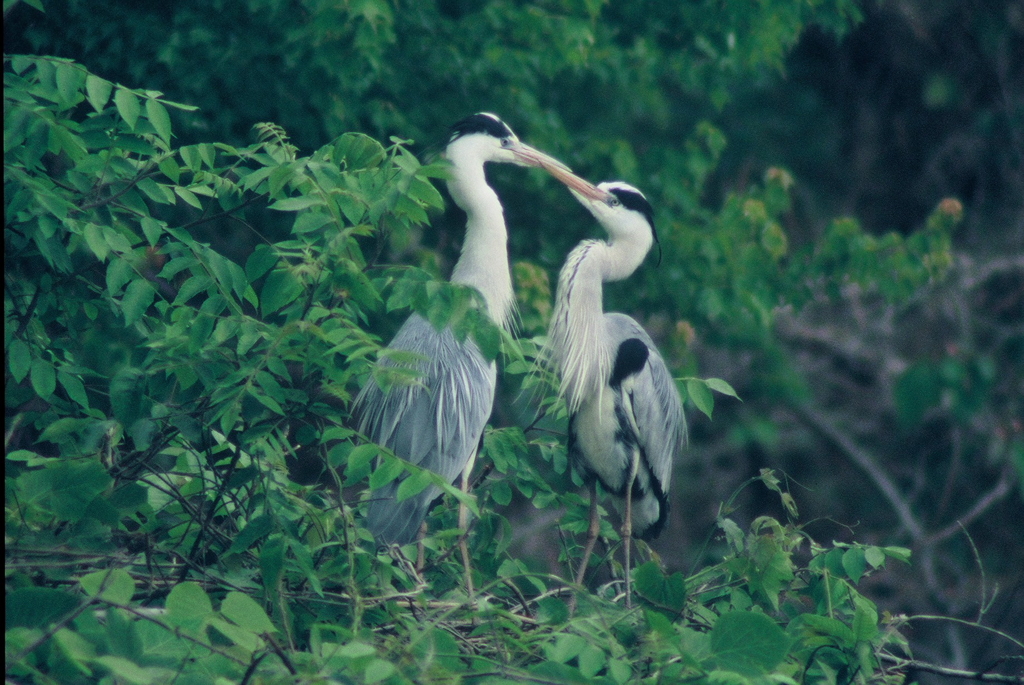 仲睦まじい・・・。