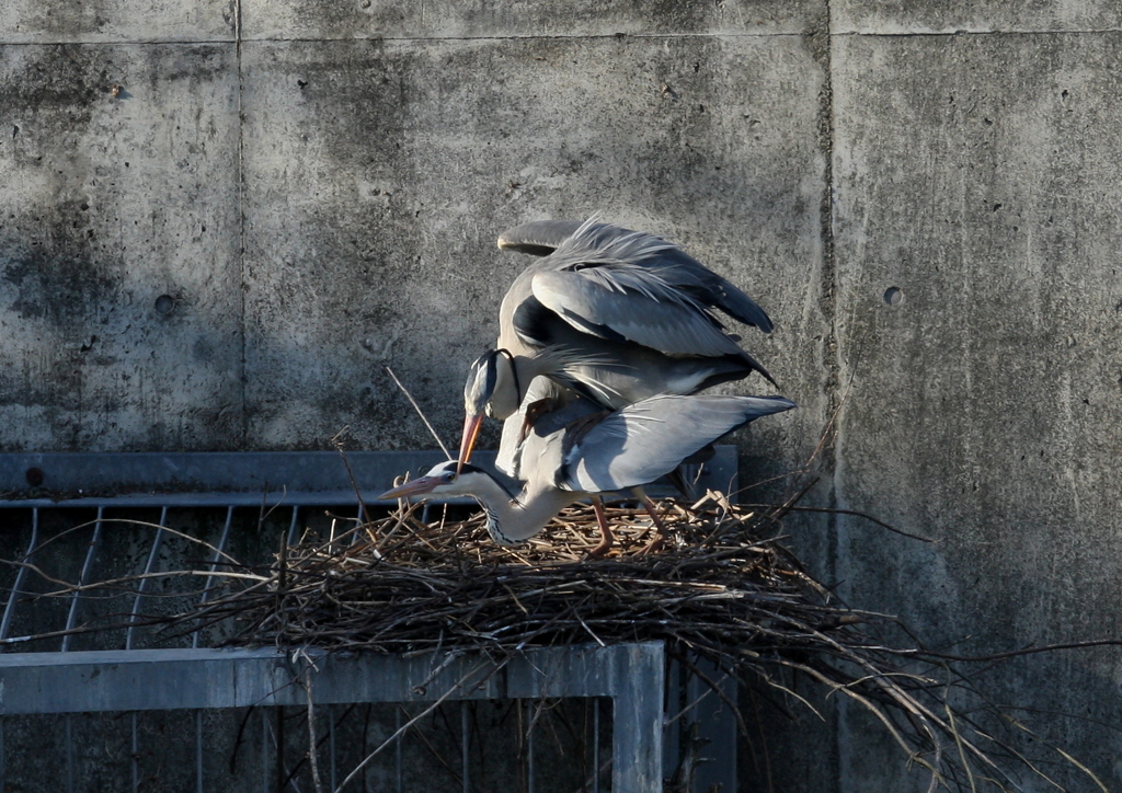 西日を浴びて・・・