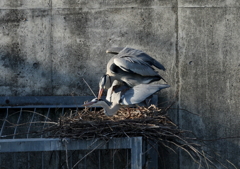 西日を浴びて・・・