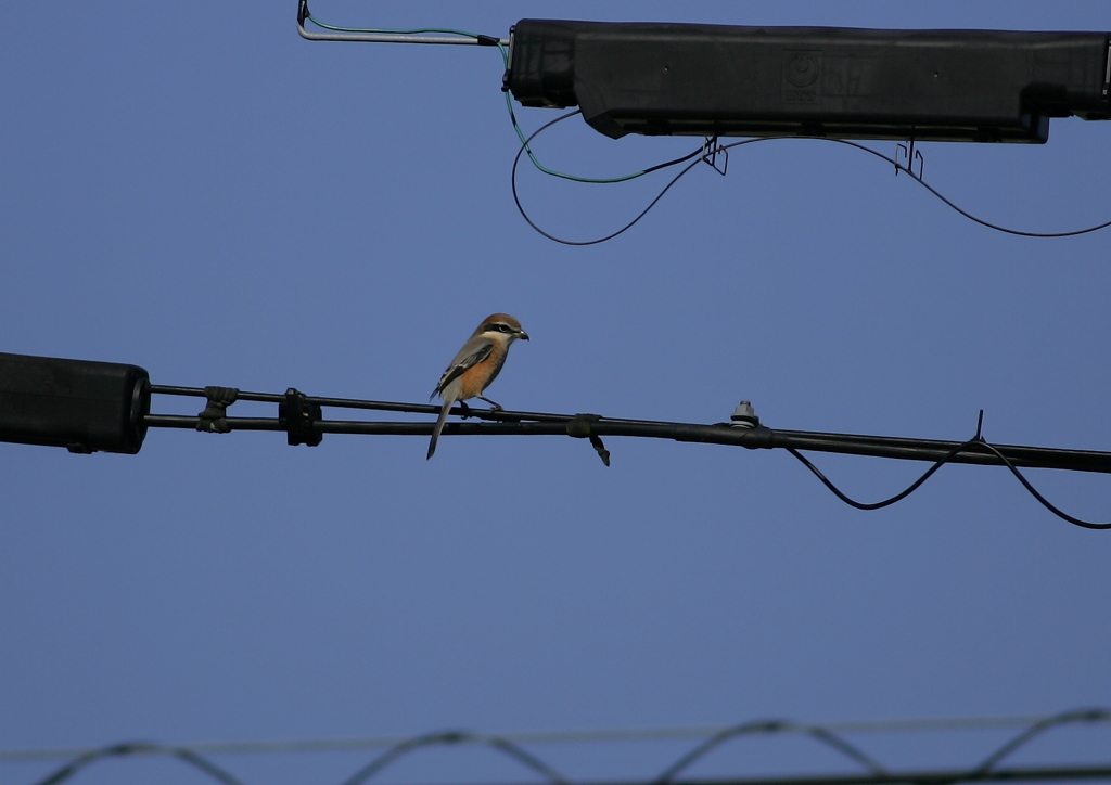 百舌鳥くん(^-^)