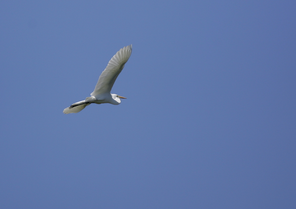 大空を舞う・・・⑦