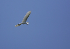 大空を舞う・・・⑦