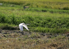 田圃から・・・②