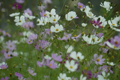 秋桜・・・