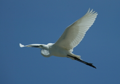 青空にクッキリと！