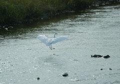 1.舞い降りる妖精・・・