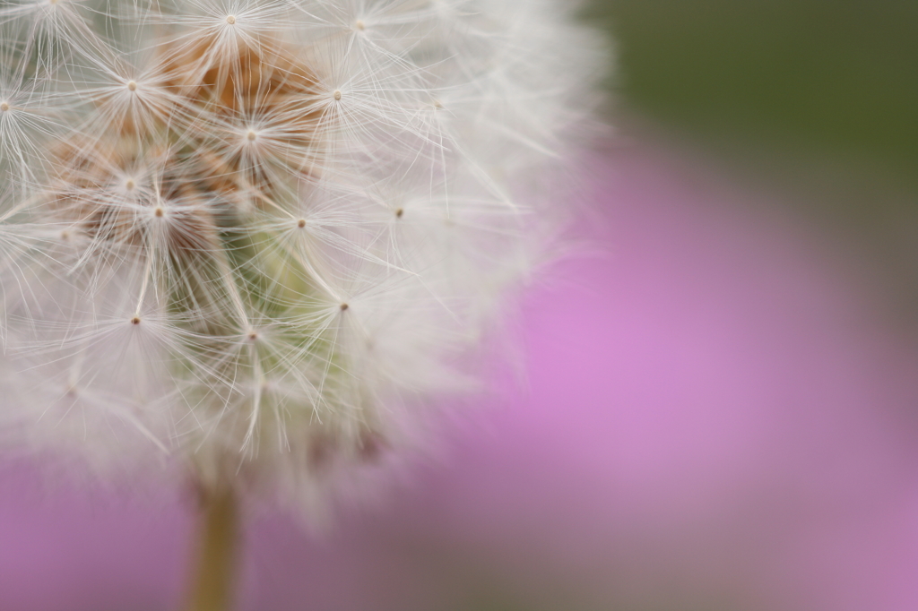 ふわふわ。。。