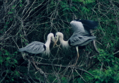 いい夫婦・・・