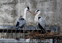 はい、どうぞ！・・・