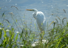 ダイサギくん(^-^)