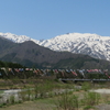 雪山と鯉のぼり