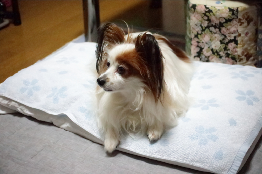 我が家の愛犬(^-^)　（テスト撮影）