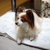 我が家の愛犬(^-^)　（テスト撮影）