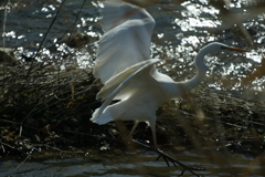 ジャンプ・・・