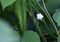 花一輪・・・