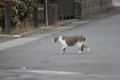 ネコちゃん、どこ行くの？・・・