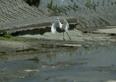 ダイサギ、飛び立つ・・・②