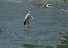 乱れた飾り毛・・・