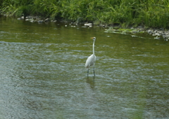 ダイサギくん(^-^)