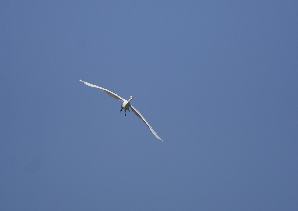 大空を舞う・・・