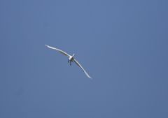 大空を舞う・・・