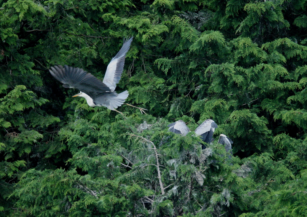 親鳥帰還？