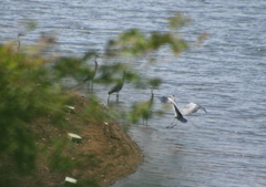 僕も来たよ！・・・