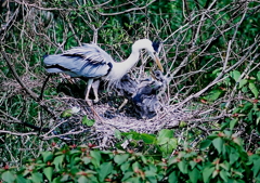 母を見上げる・・・