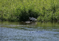 狩猟中・・・⑤（獲った！）