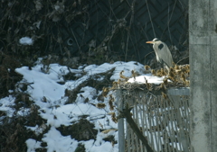 雪解けを待つ・・・