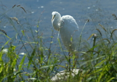 ダイサギくん眼飛ばし・・・